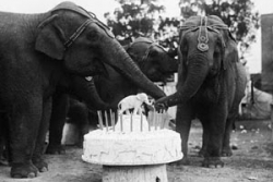 Can we have an elephant at my birthday mommy?