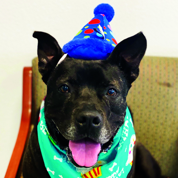 After a year in the shelter, dog’s birthday wish is to have a home