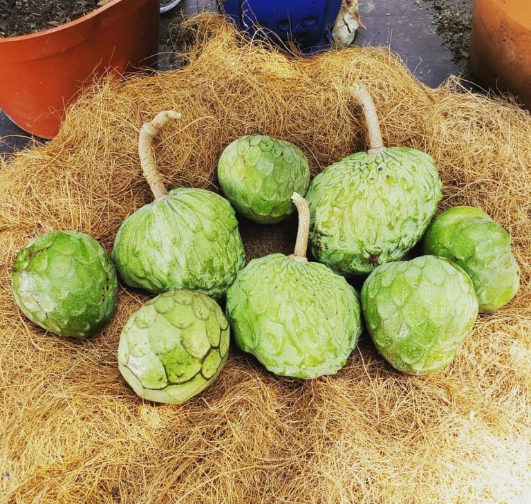 A cherry or a cherimoya: A Palms resident’s journey into exotic fruit