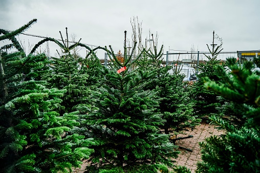 Go green and recycle your holiday trees